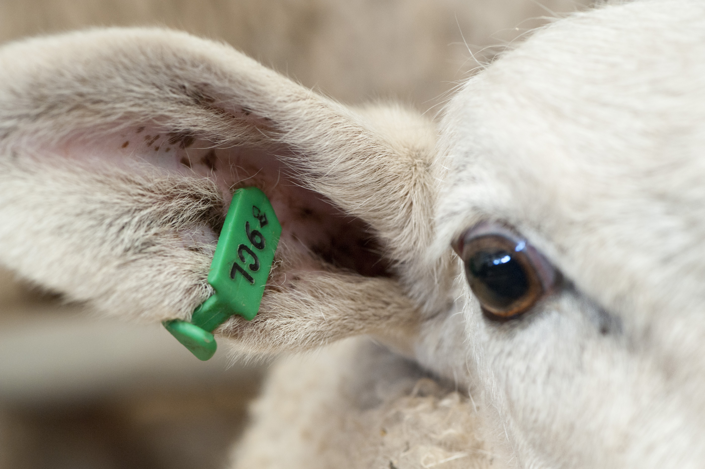 sheep ear tag colour;