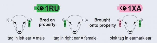 sheep ear tag colour;