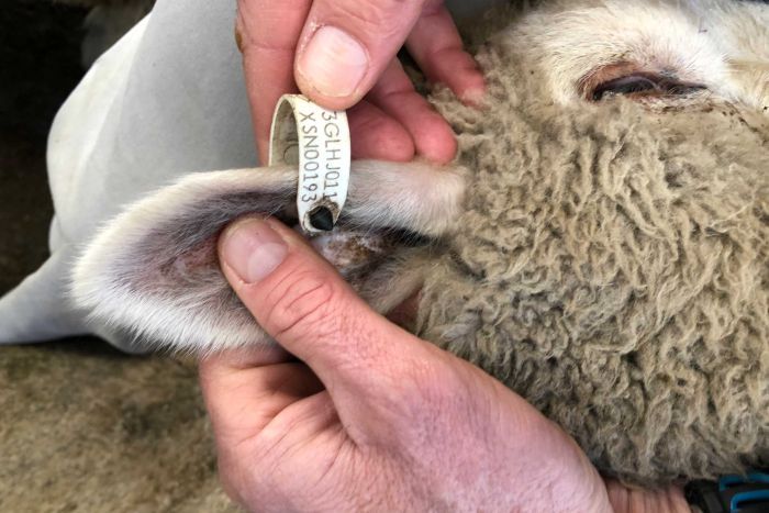 sheep ear tag colour;