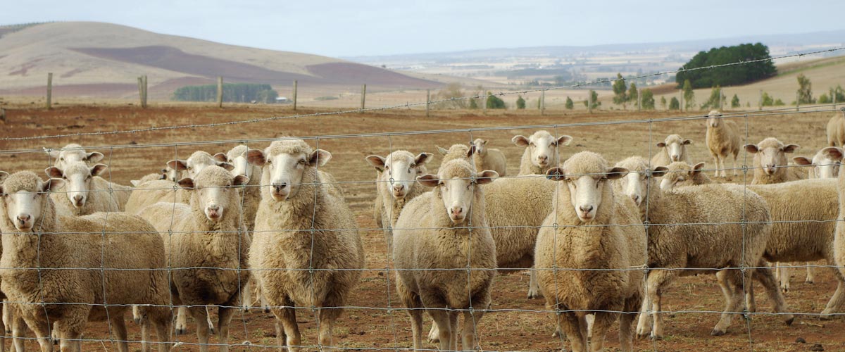 Sheep ear tags – more than just a colour