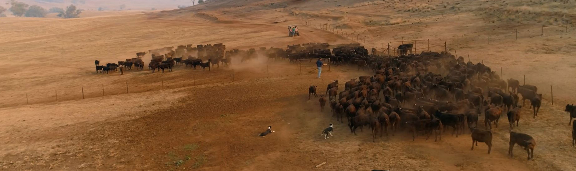 Farmdeck Livestock Tracking
