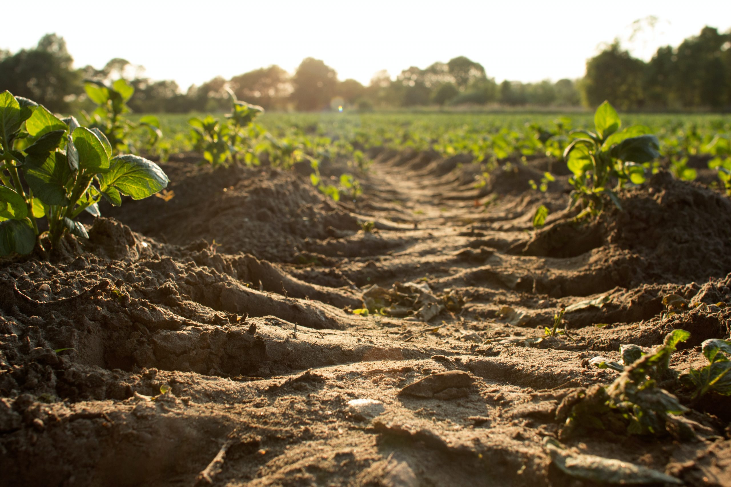 Regenerative farming;