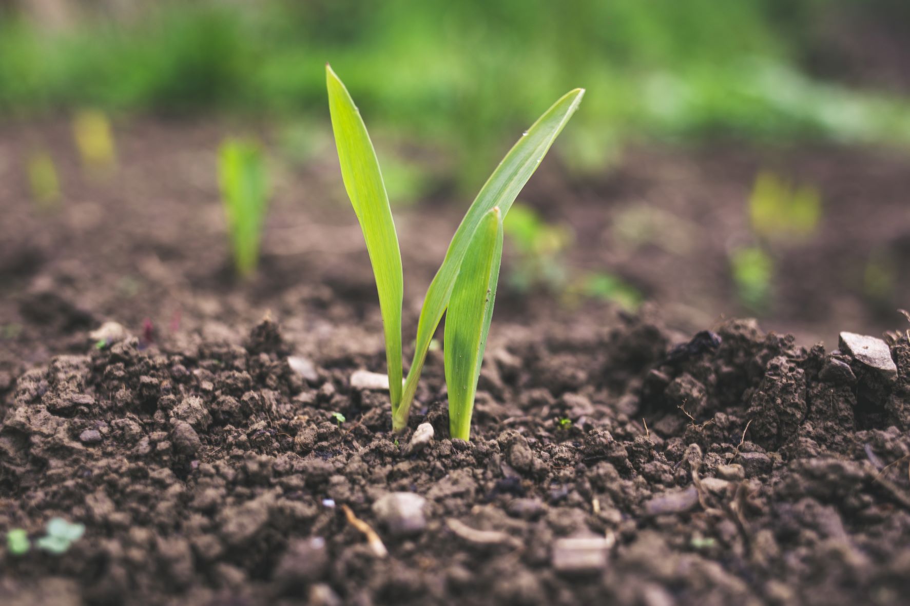 carbon farming;