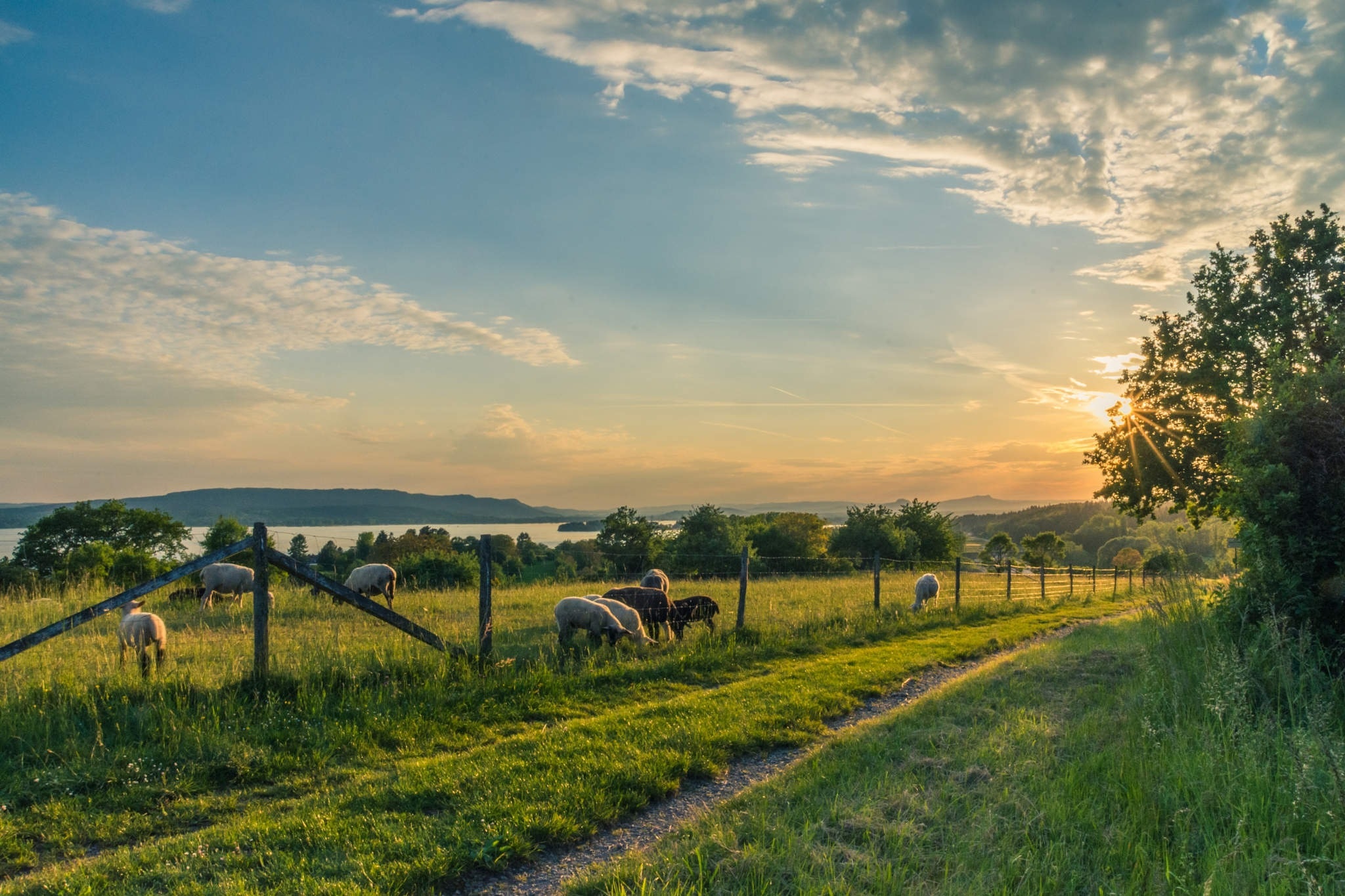 Securing your farm through livestock theft prevention