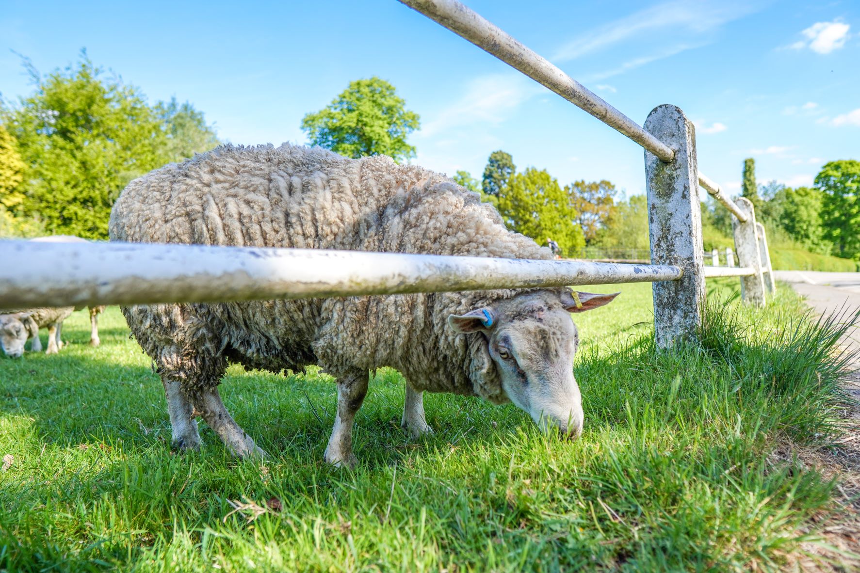 Multi-species grazing;