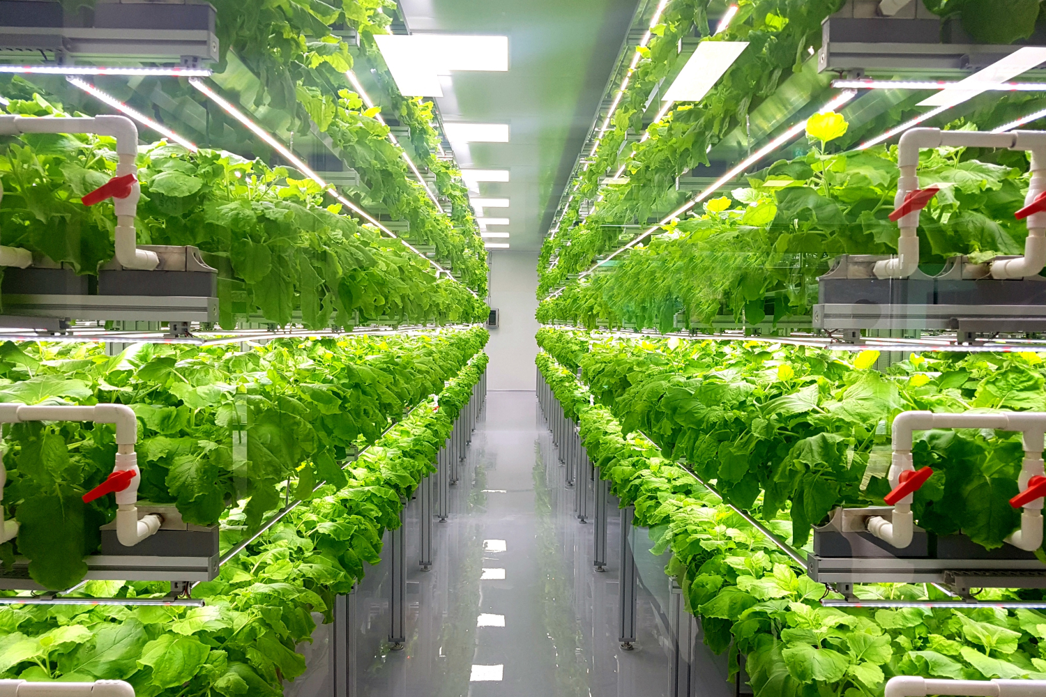 Is vertical farming the future of farming?