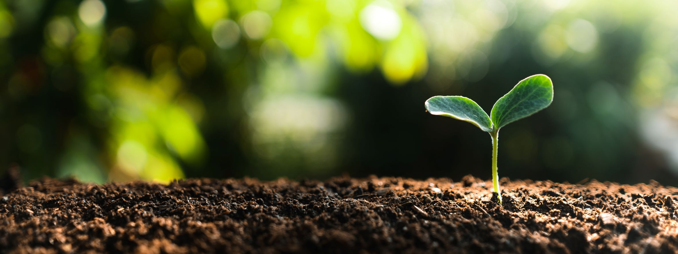 Multi-species grazing boosts soil health