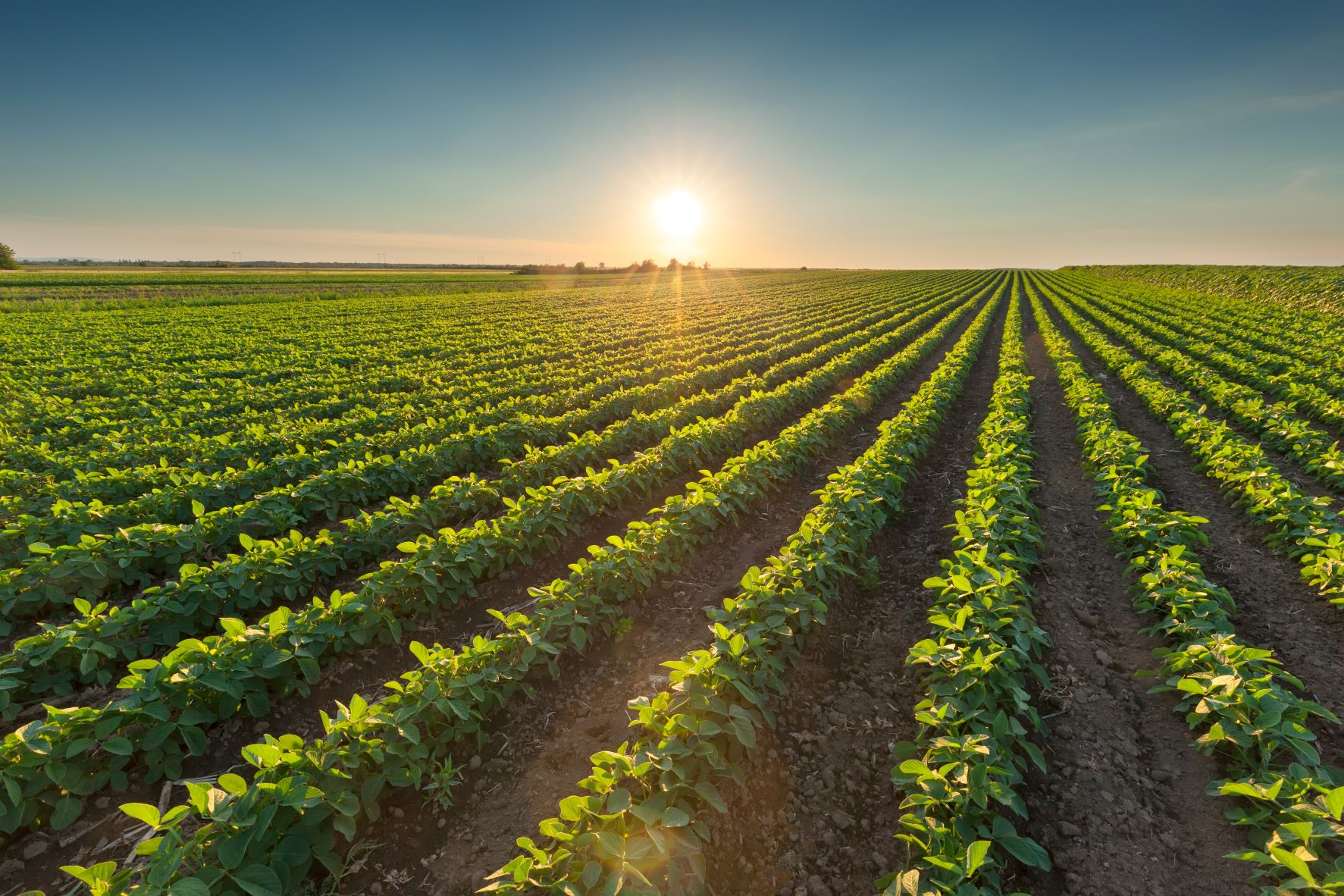 Crop traceability enhancing transparency in the agriculture sector