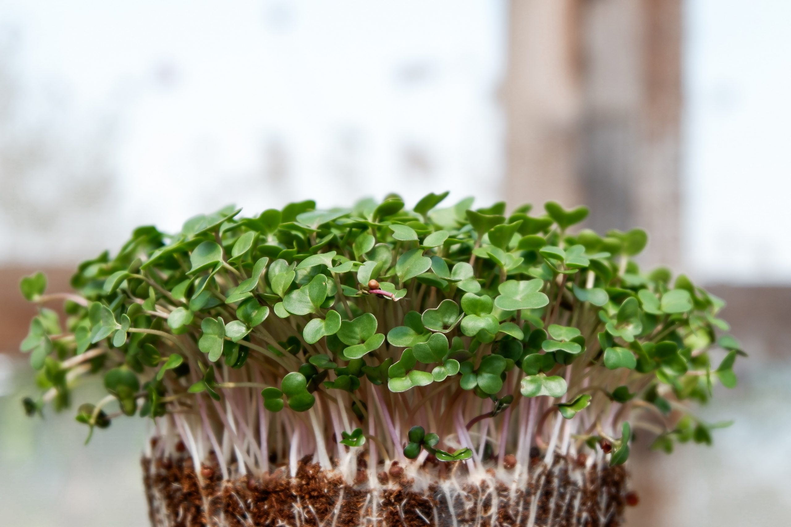 Microgreens: Nutrients that pack a punch