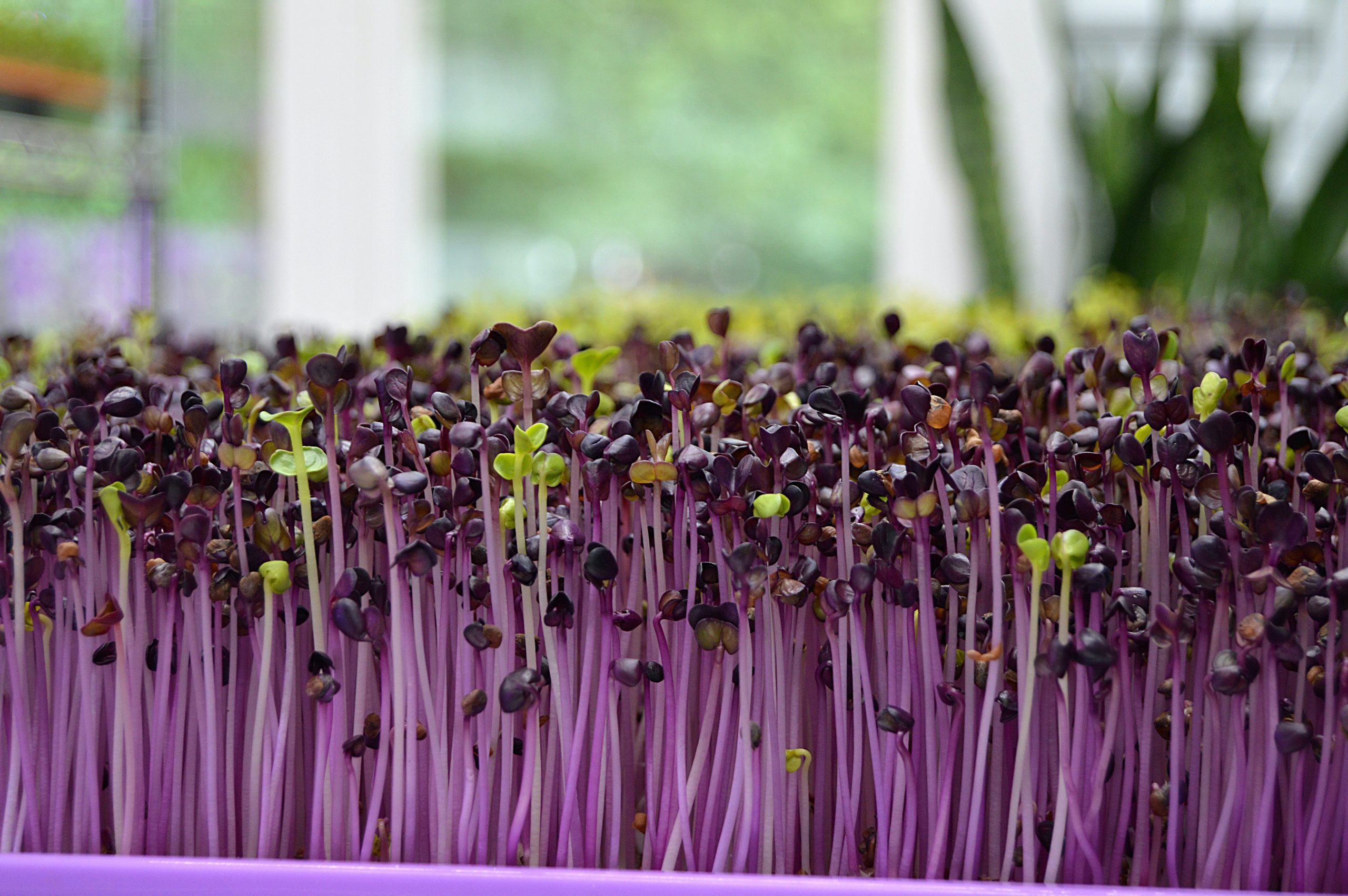 Microgreens;