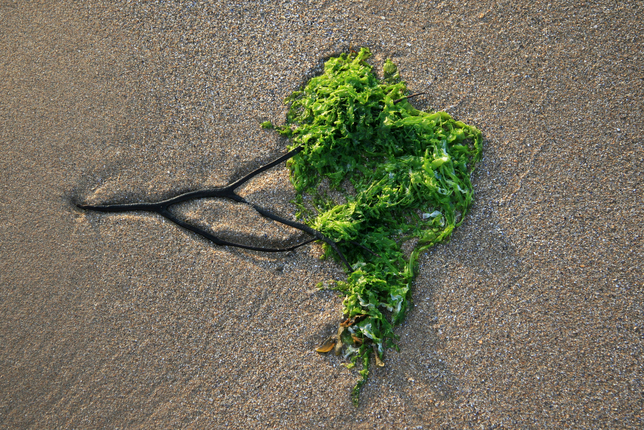 Is seaweed aquaculture the future of sustainability?