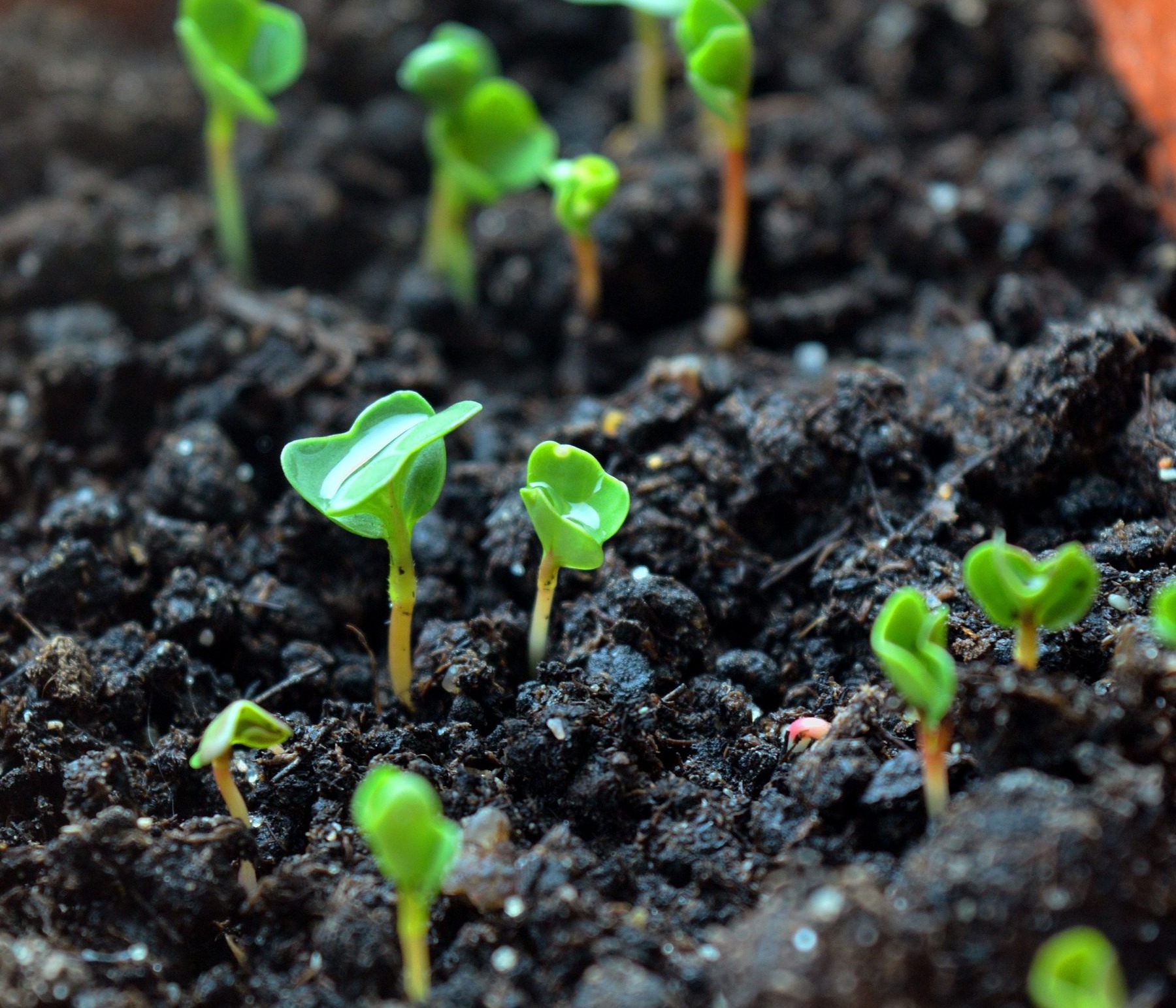 microgreens growing;