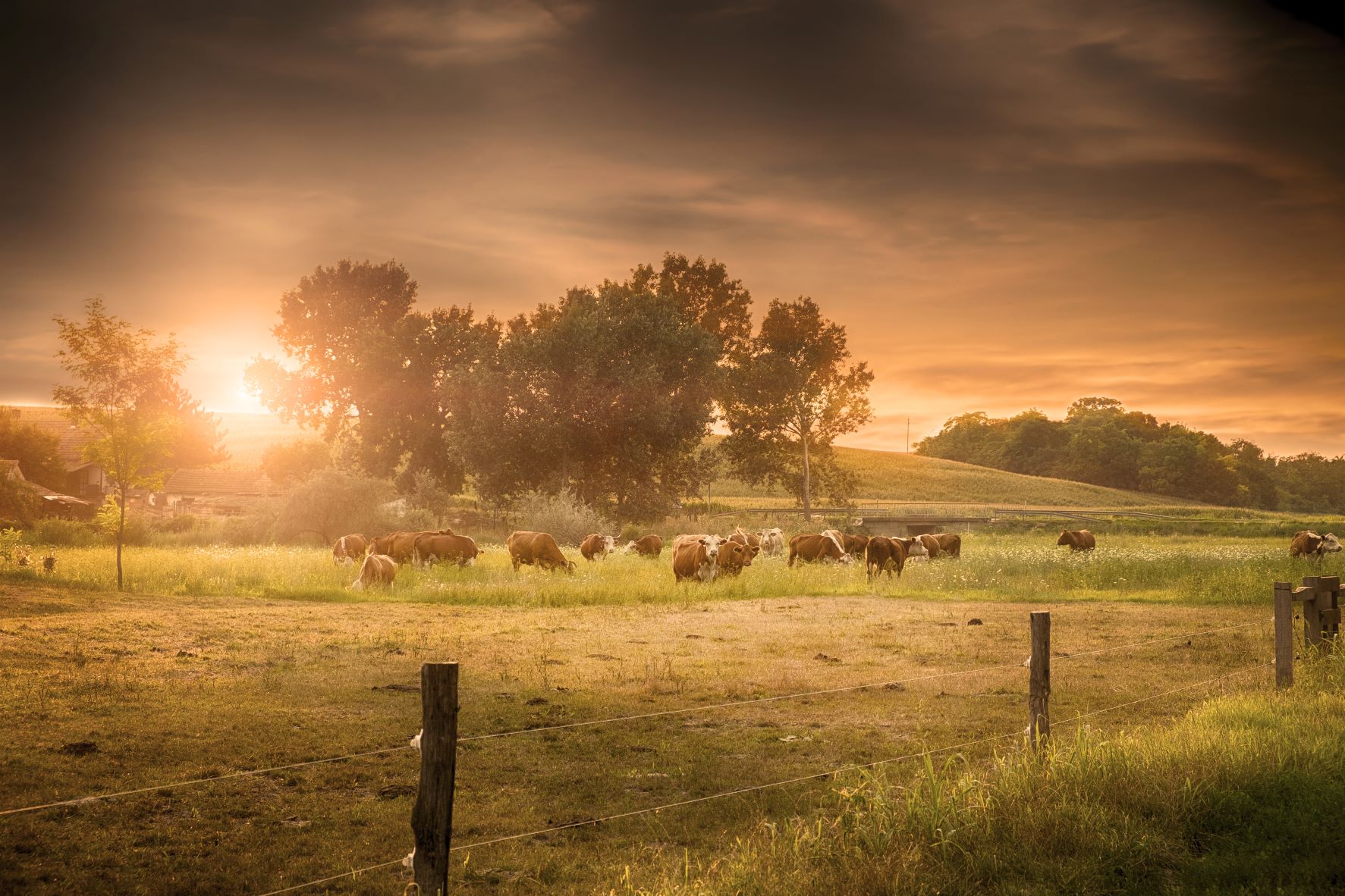 On-farm biosecurity: Protecting the health of your livestock and staff