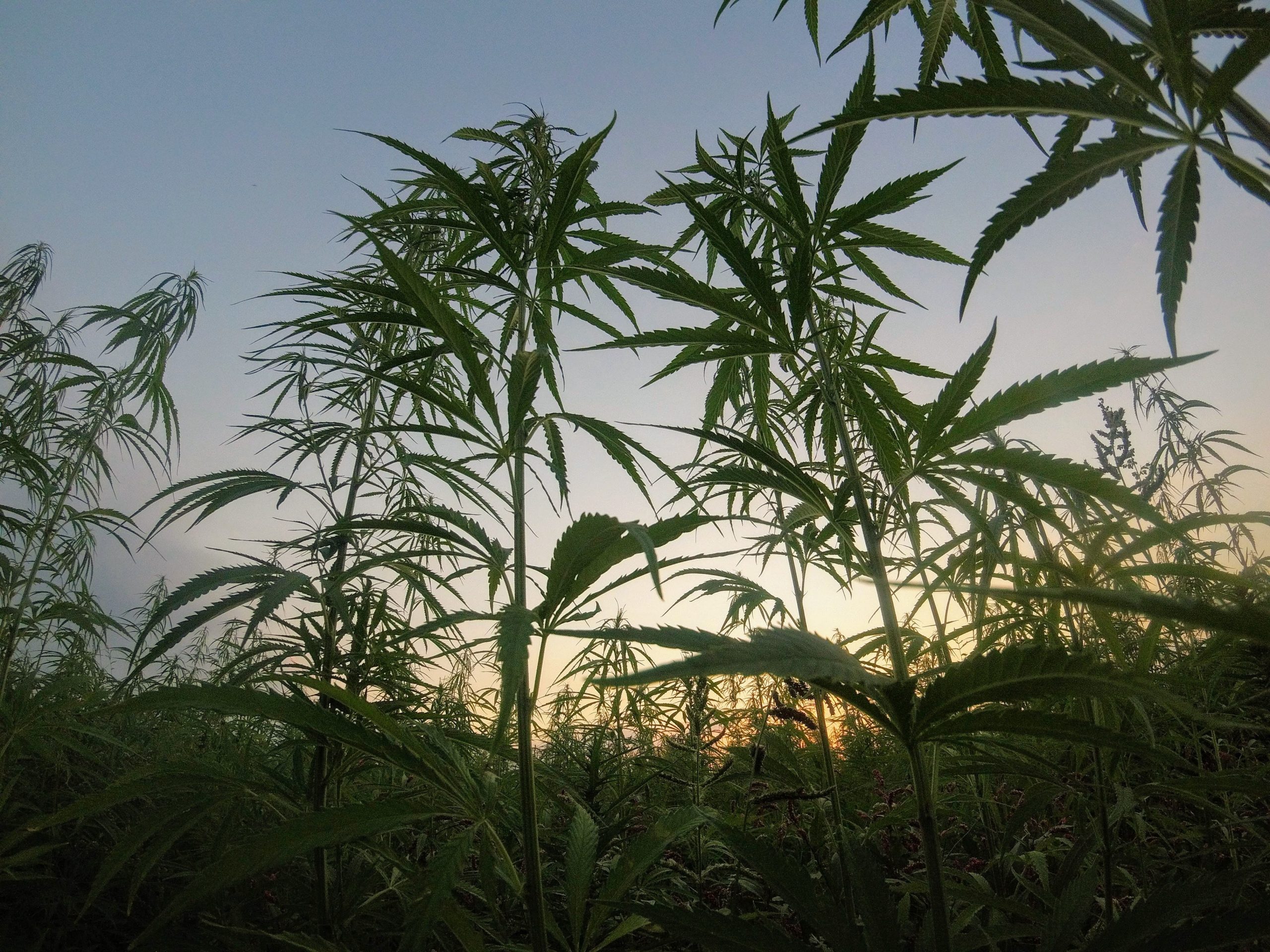 Industrial hemp: The growing, sustainable industry