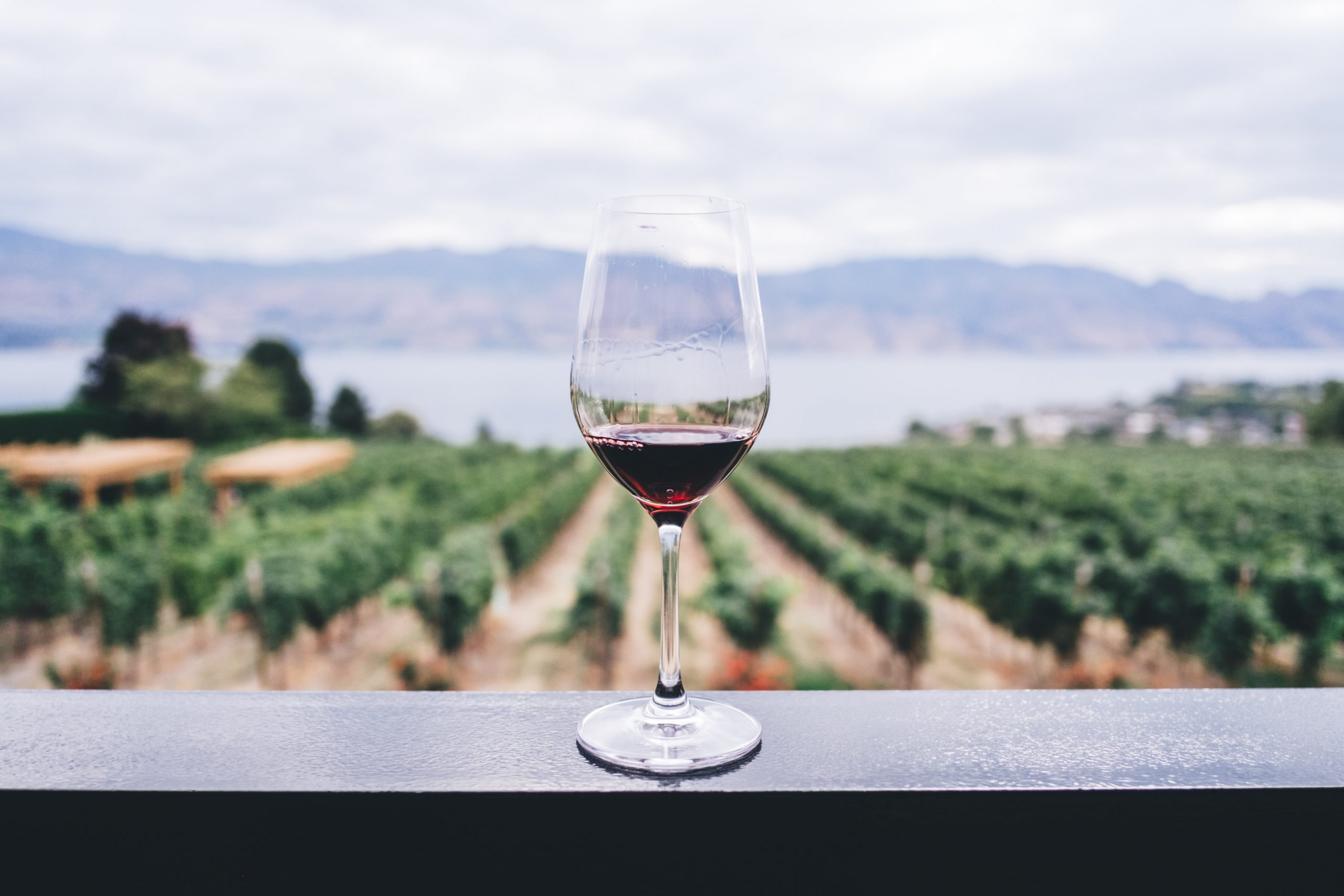 Wine not: Exploring the fruitful industry of viticulture