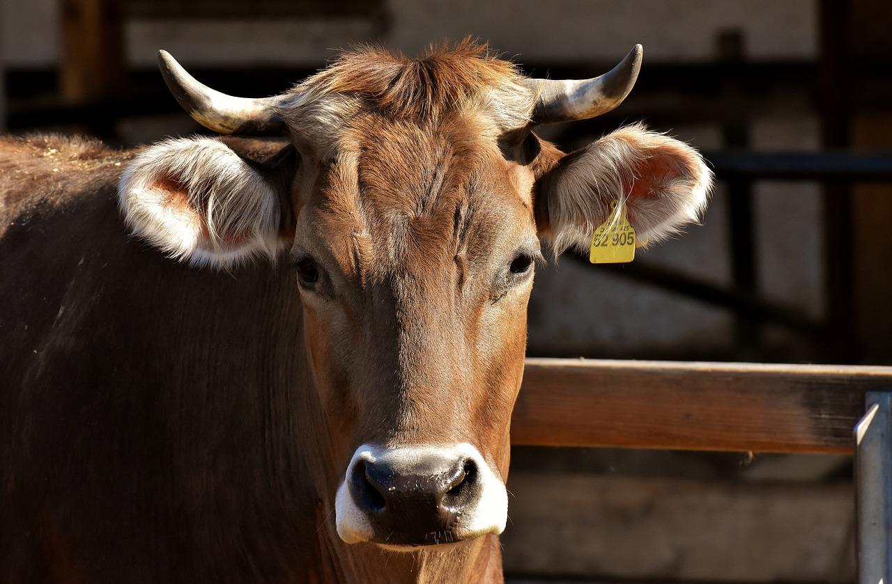 Weighing livestock;