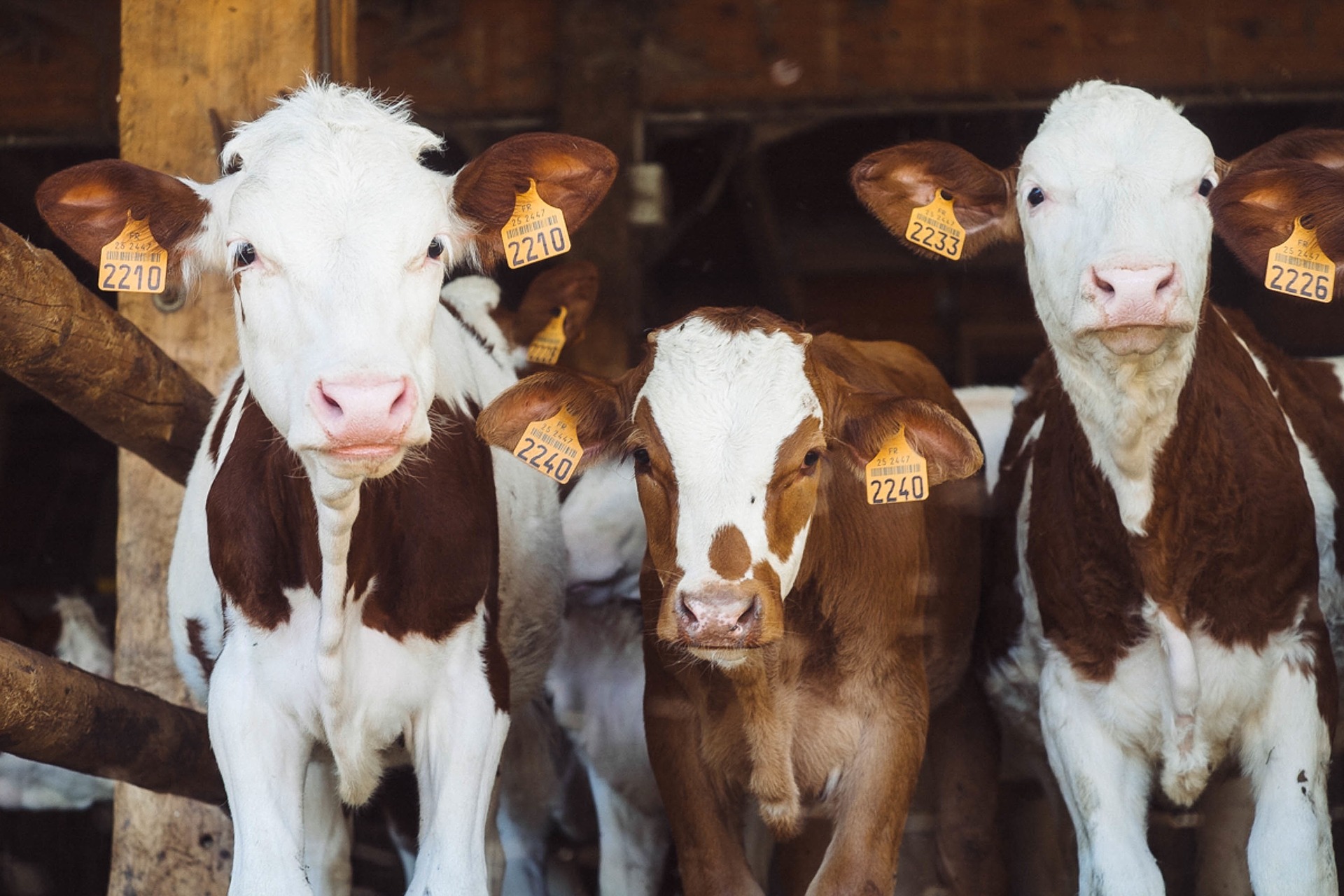 Weighing livestock