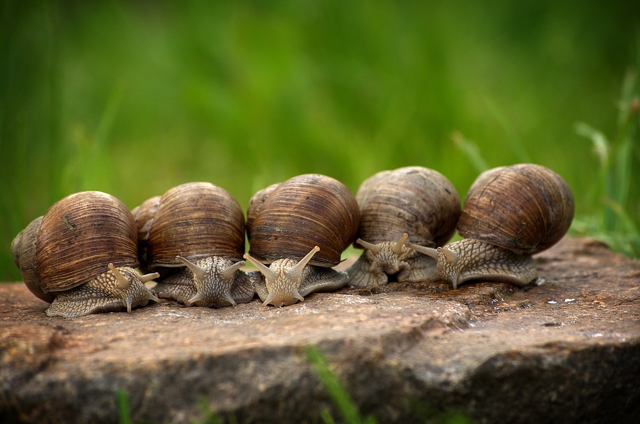 snails-2983235_1280;