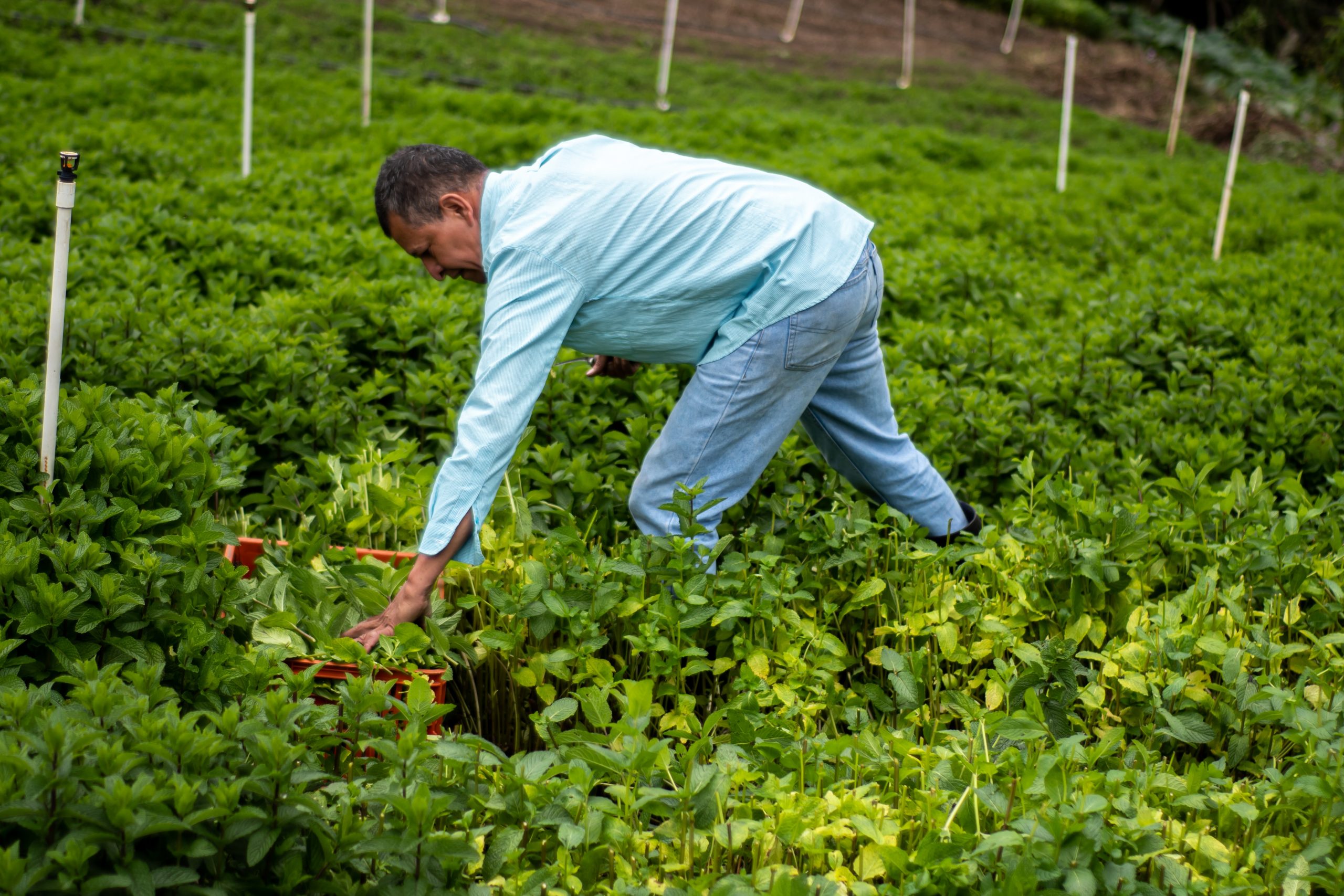 Australia’s farm-aceutical solution