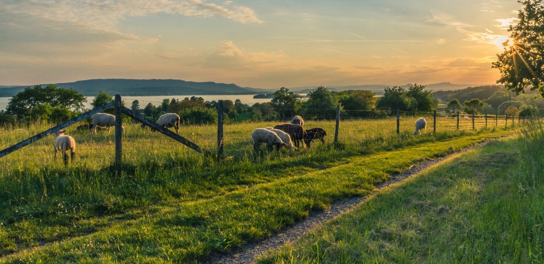 Electric fencing in modern farming