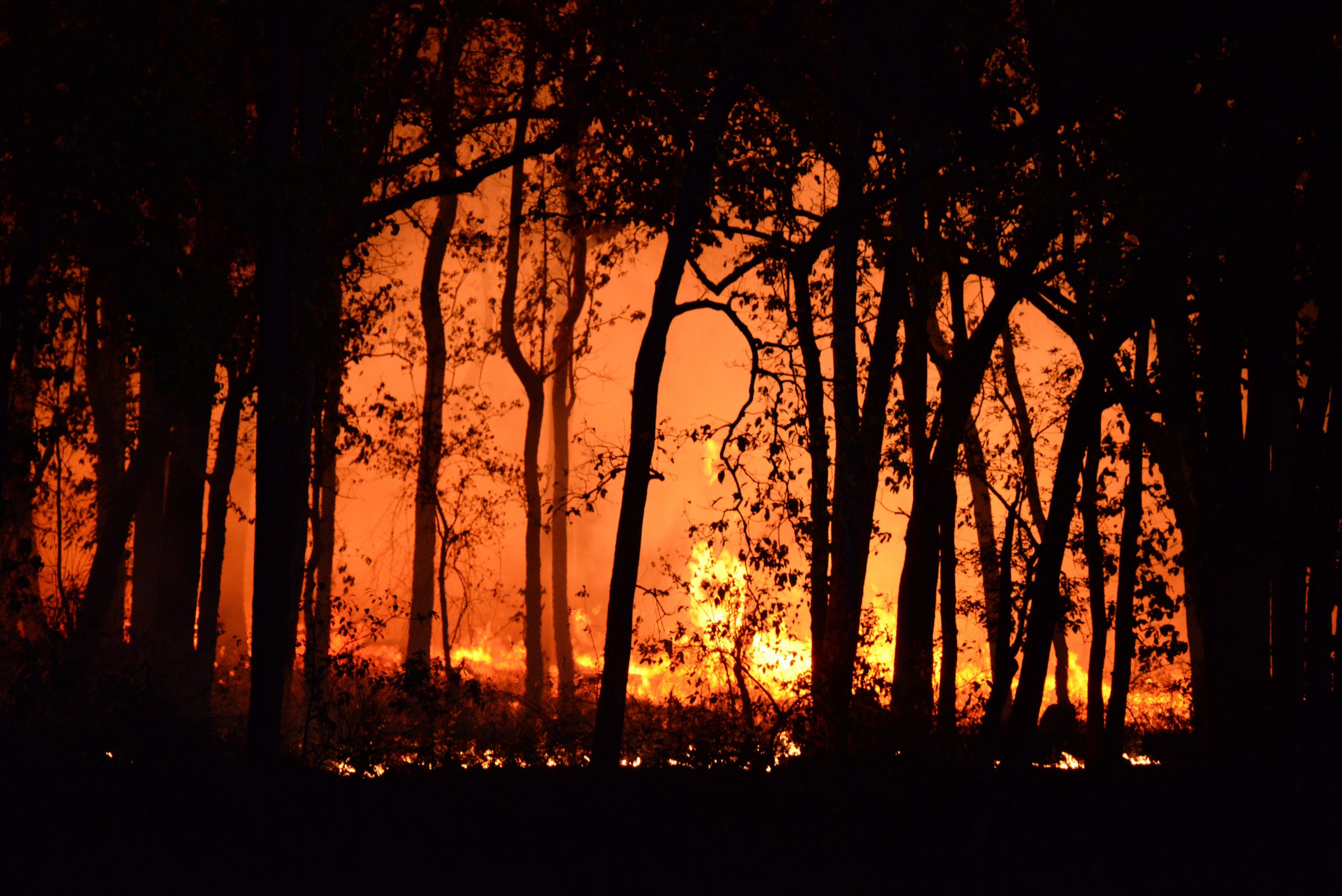 The Devastating Impact of Bushfires on Australian Agriculture