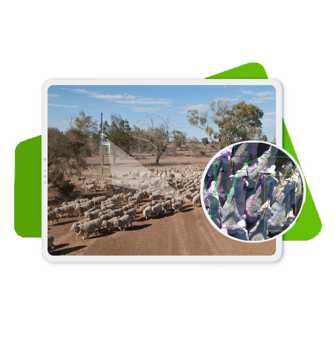 Video Surveillance-Animal Counting-26