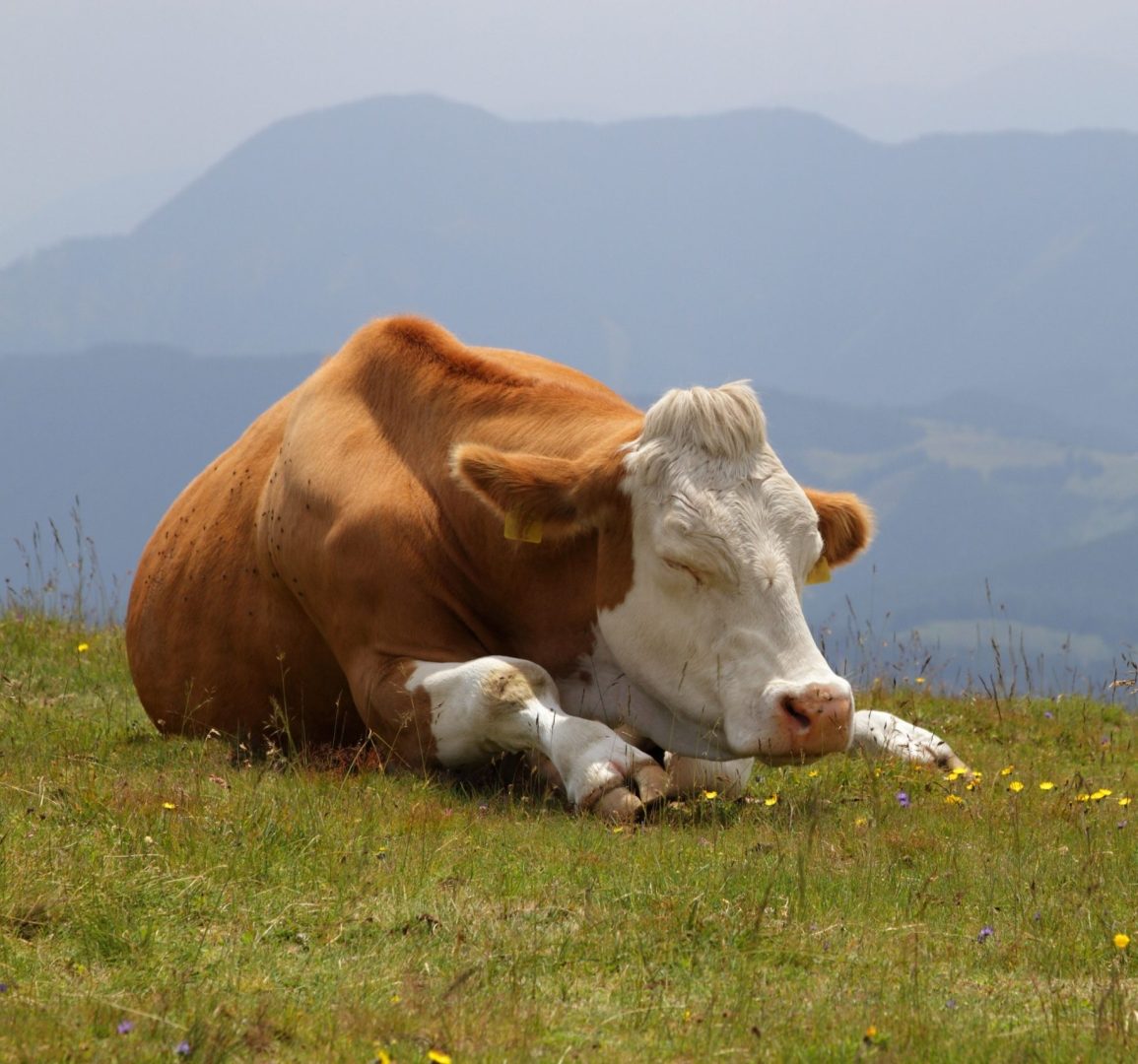 cow on pasture
