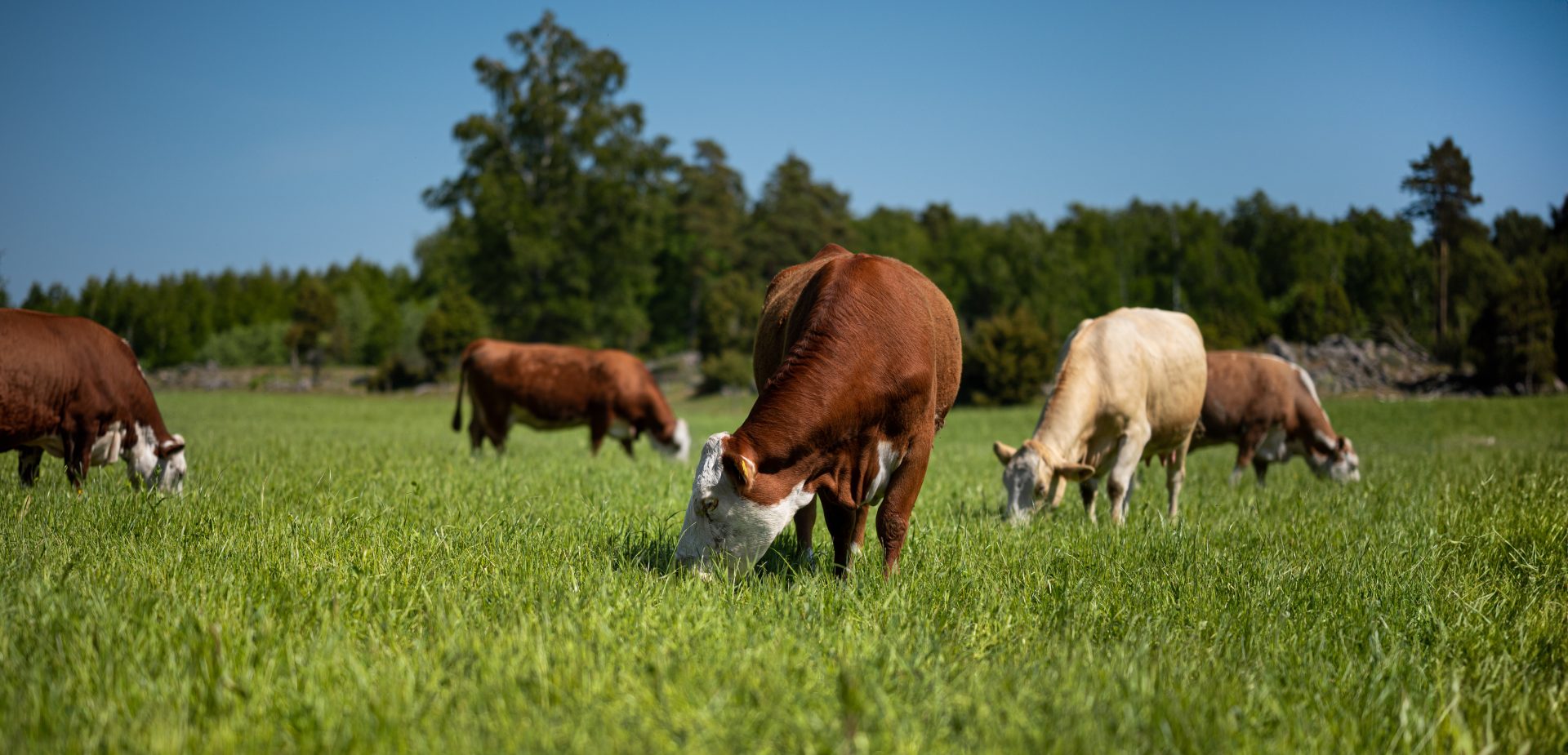 Cows Grazing